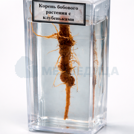 Влажный препарат «Корень бобового растения с клубеньками»